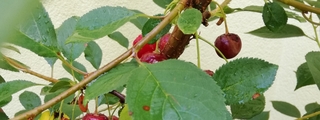 kirschbaum